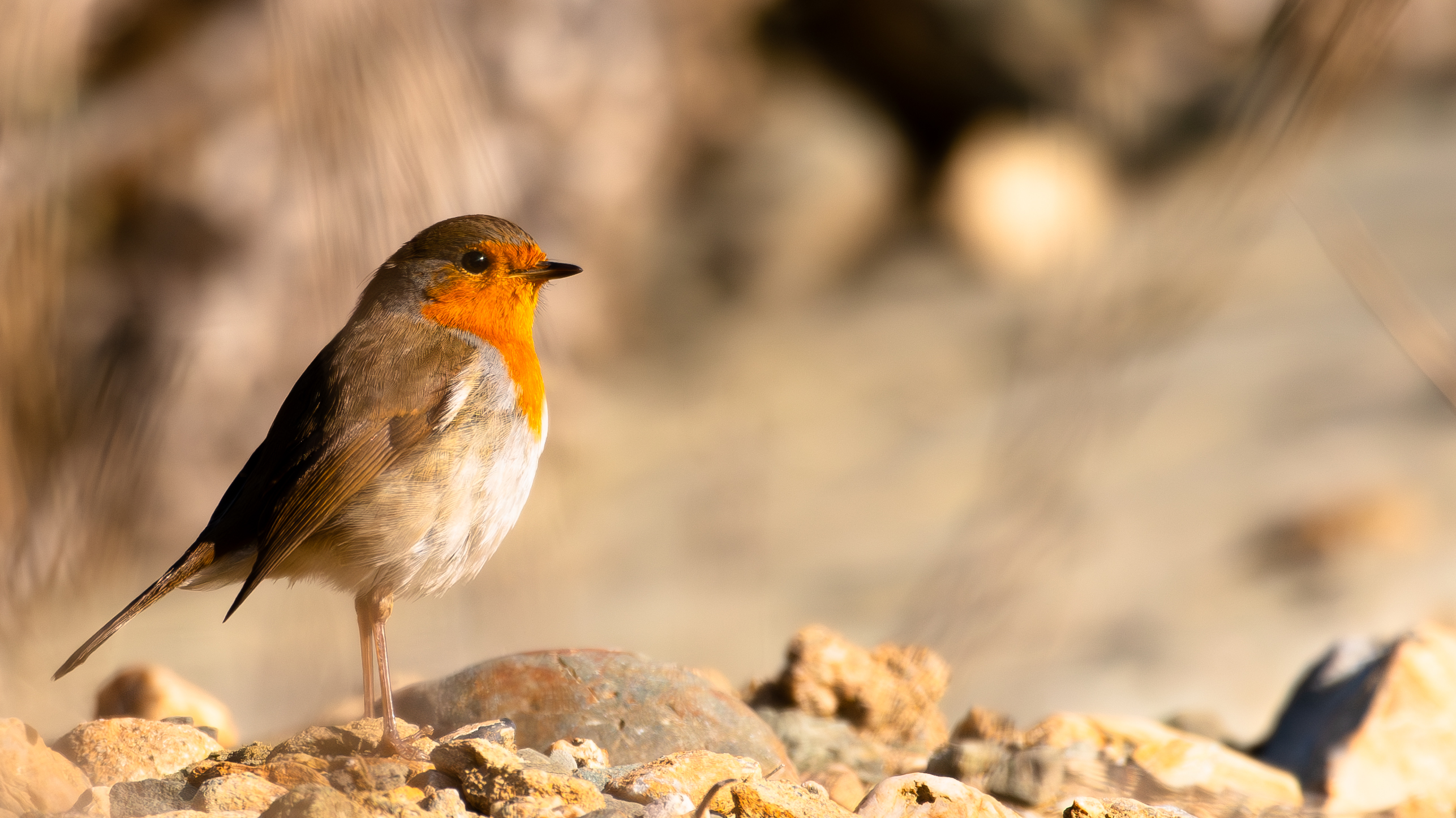 European Robin
